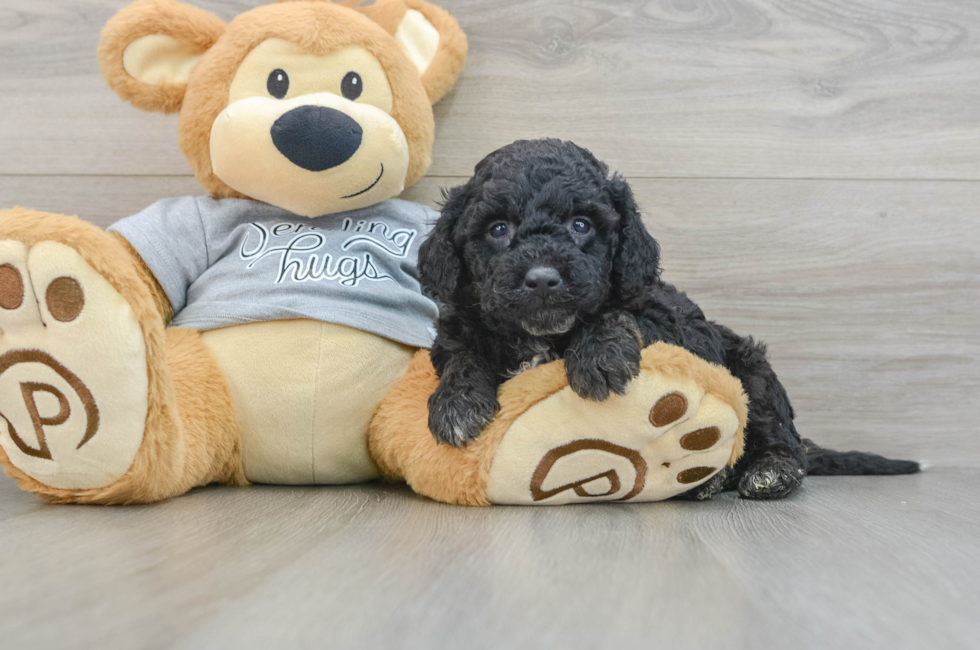 5 week old Mini Aussiedoodle Puppy For Sale - Puppy Love PR