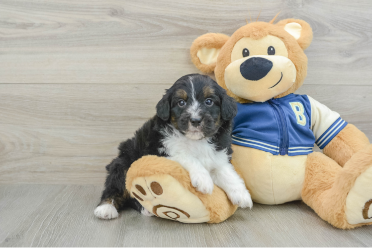 Mini Aussiedoodle Puppy for Adoption