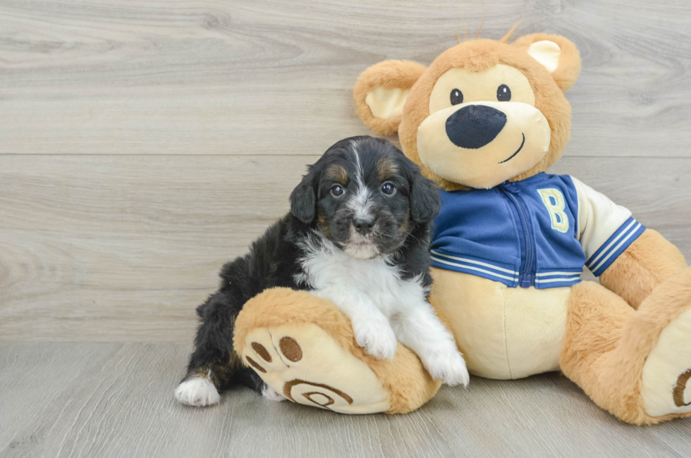 7 week old Mini Aussiedoodle Puppy For Sale - Puppy Love PR