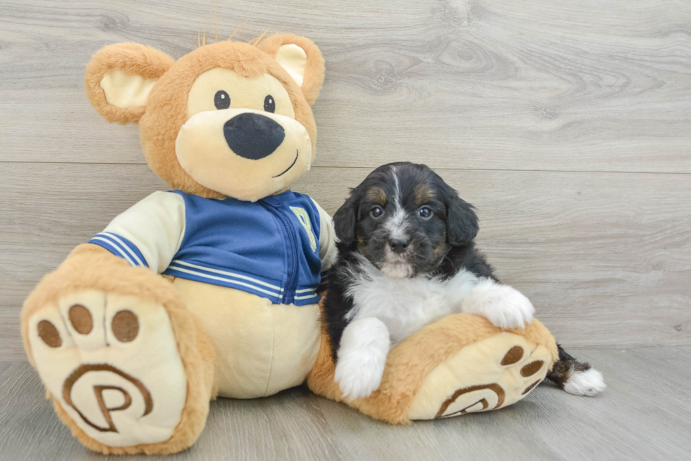 Mini Aussiedoodle Pup Being Cute