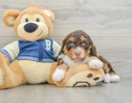 8 week old Mini Aussiedoodle Puppy For Sale - Puppy Love PR