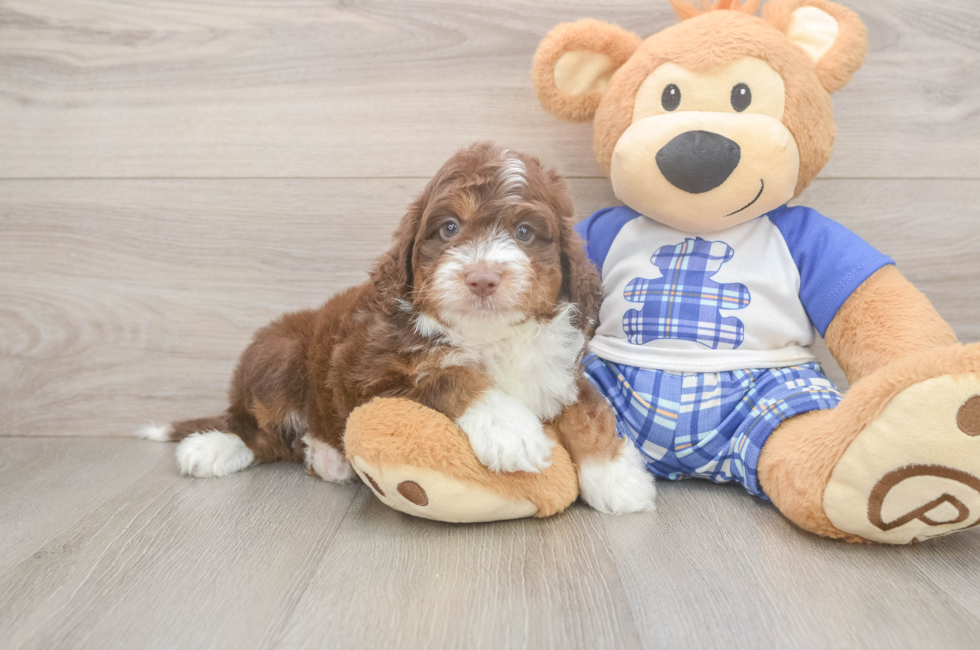 6 week old Mini Aussiedoodle Puppy For Sale - Puppy Love PR