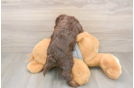Adorable Mini Australian Shepherd X Poodle Mix Poodle Mix Puppy