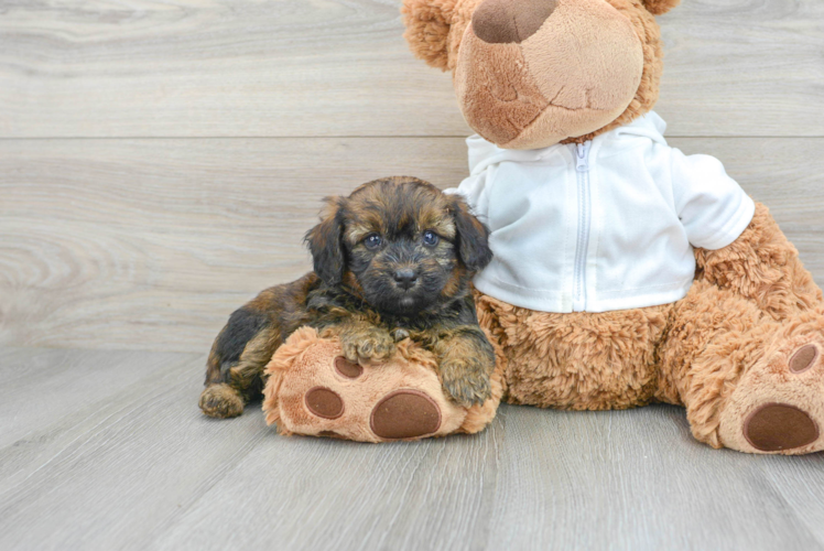 Meet Mandy - our Mini Aussiedoodle Puppy Photo 1/3 - Puppy Love PR Mini Aussiedoodle Pup Being Cute