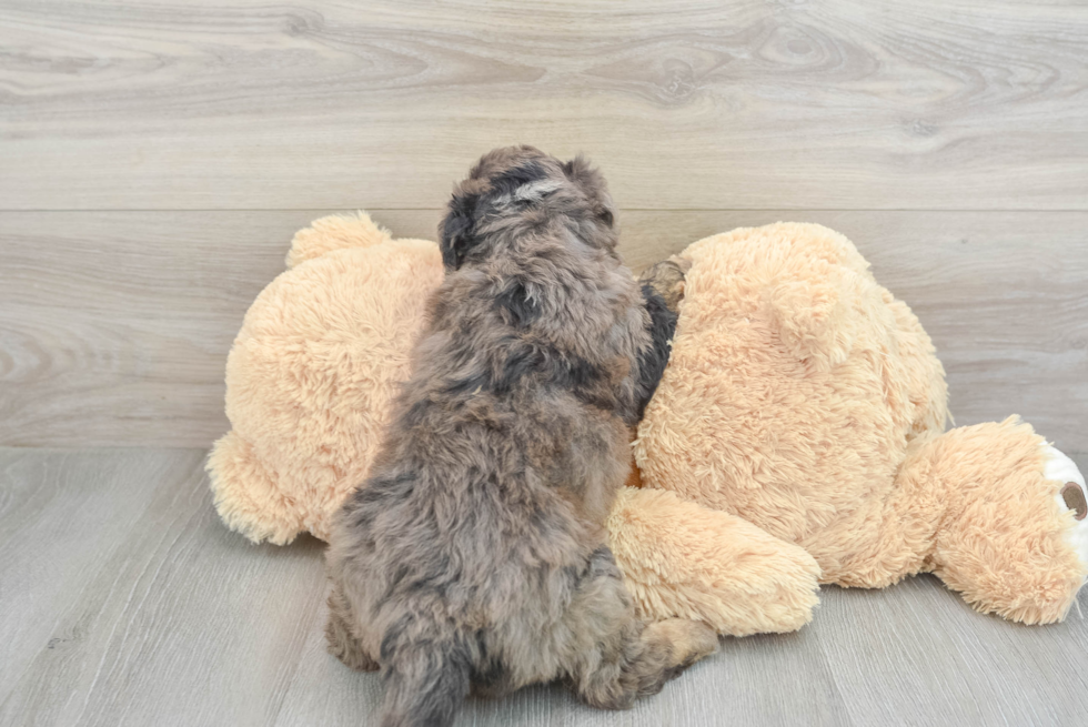 Funny Mini Aussiedoodle Poodle Mix Pup