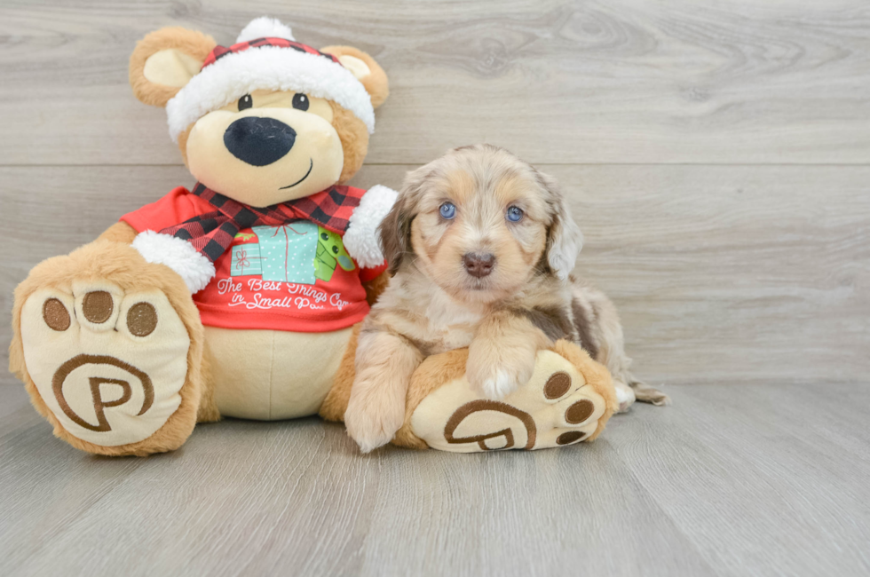 6 week old Mini Aussiedoodle Puppy For Sale - Puppy Love PR