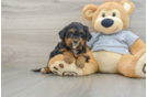 Mini Aussiedoodle Pup Being Cute