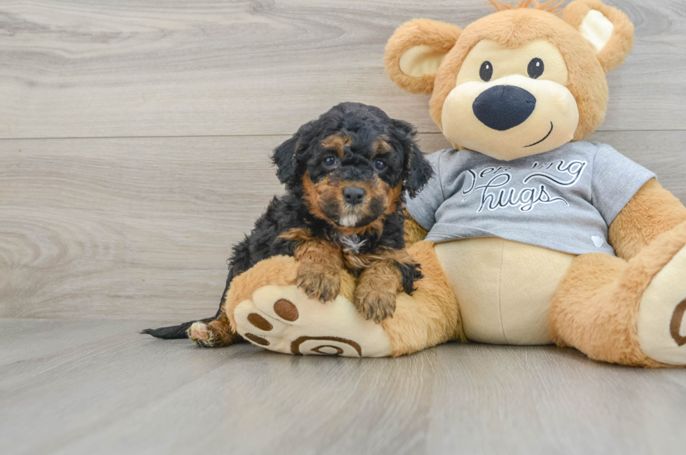 5 week old Mini Aussiedoodle Puppy For Sale - Puppy Love PR