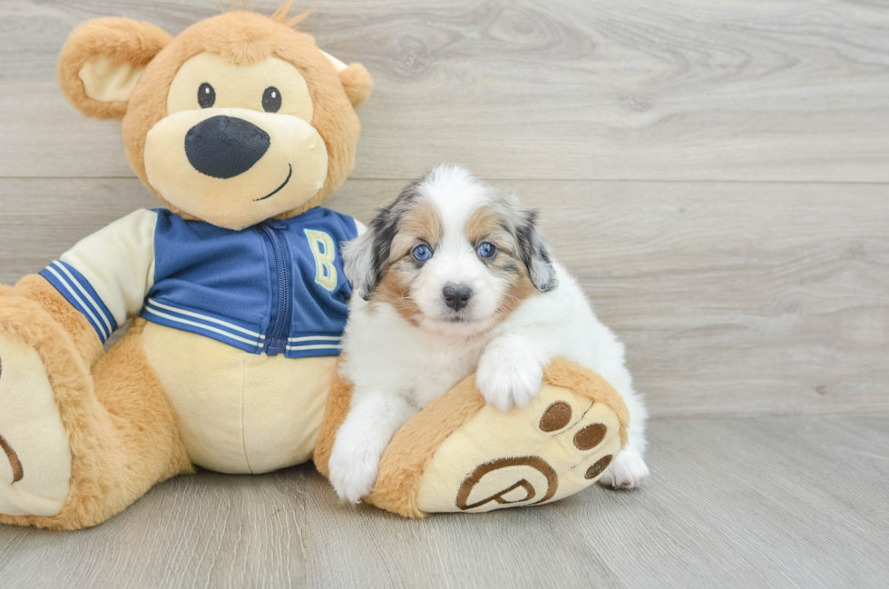 7 week old Mini Aussiedoodle Puppy For Sale - Puppy Love PR