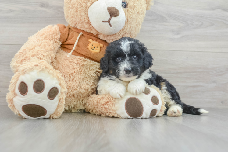 Meet Margo - our Mini Aussiedoodle Puppy Photo 1/3 - Puppy Love PR Adorable Mini Australian Shepherd X Poodle Mix Poodle Mix Puppy