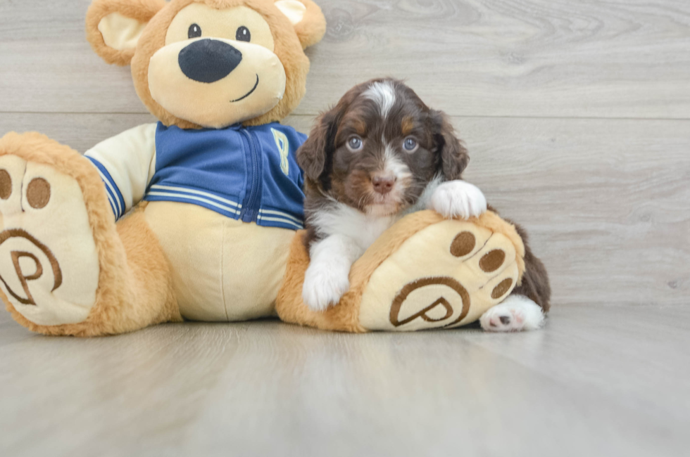 7 week old Mini Aussiedoodle Puppy For Sale - Puppy Love PR