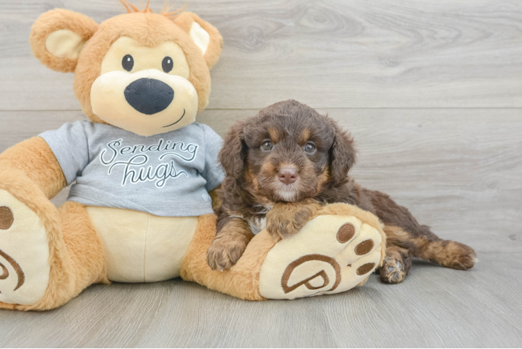 Happy Mini Aussiedoodle Baby