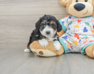 7 week old Mini Aussiedoodle Puppy For Sale - Puppy Love PR