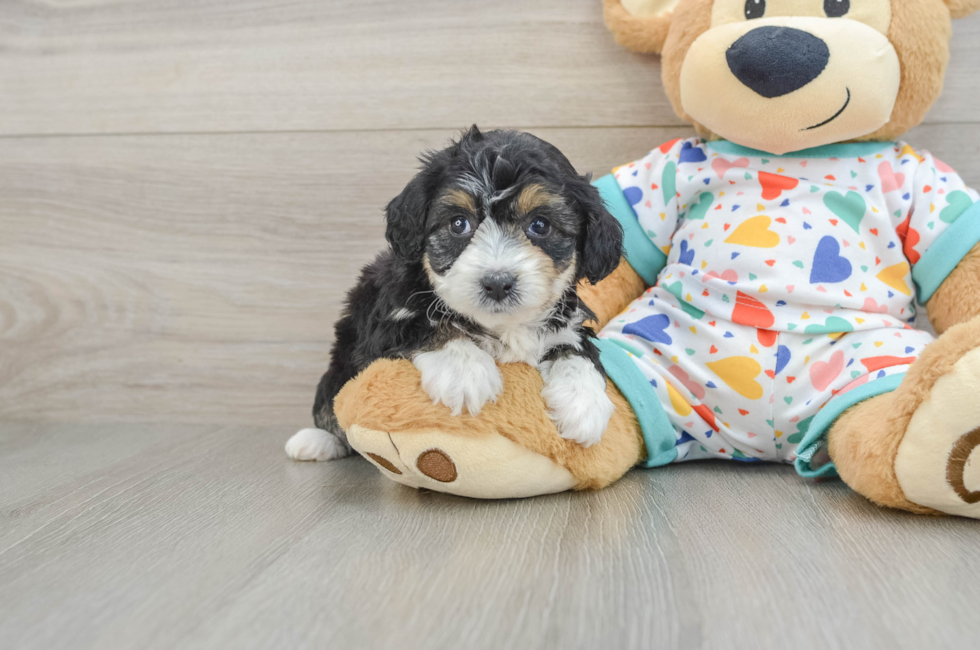 7 week old Mini Aussiedoodle Puppy For Sale - Puppy Love PR