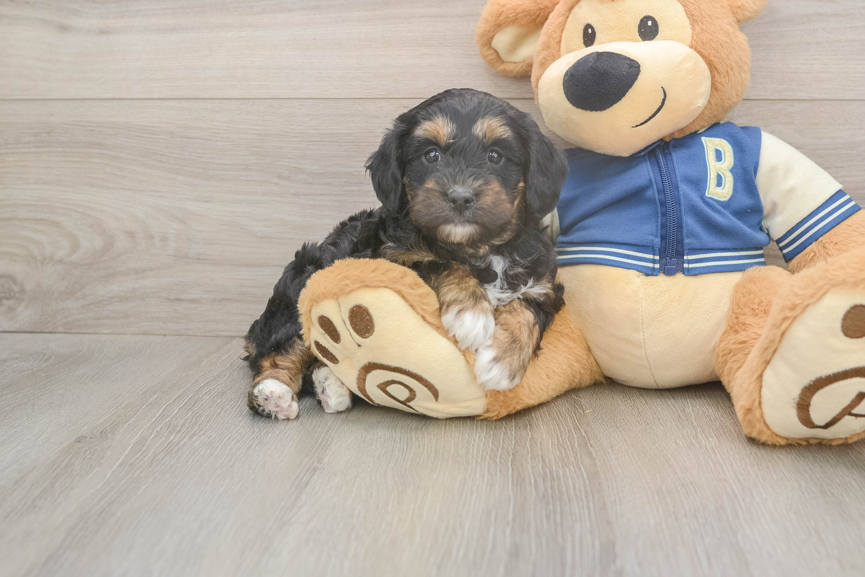 Little Mini Aussiepoo Poodle Mix Puppy