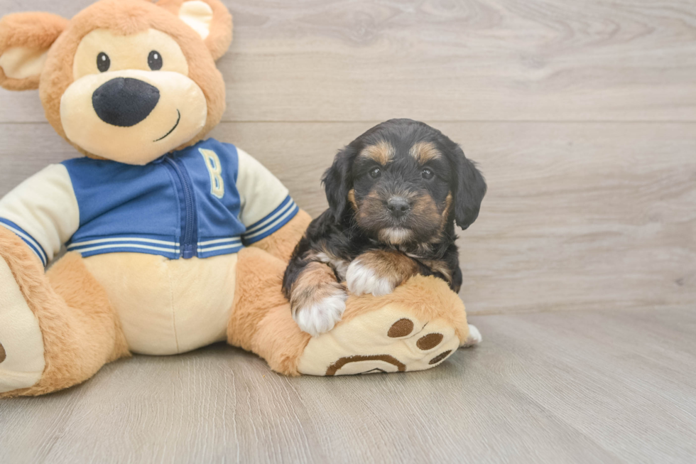 Popular Mini Aussiedoodle Poodle Mix Pup