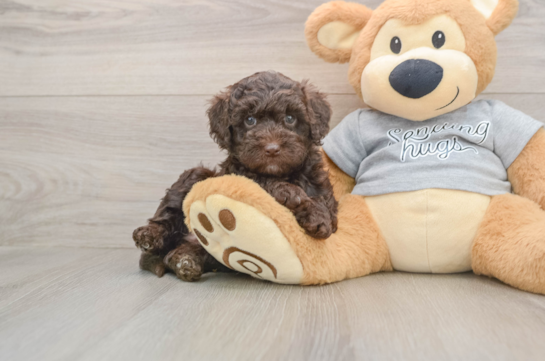 Funny Mini Aussiedoodle Poodle Mix Pup