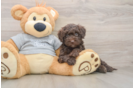 Popular Mini Aussiedoodle Poodle Mix Pup