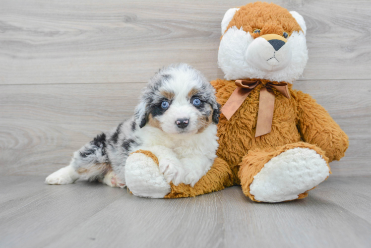 Small Mini Aussiedoodle Baby