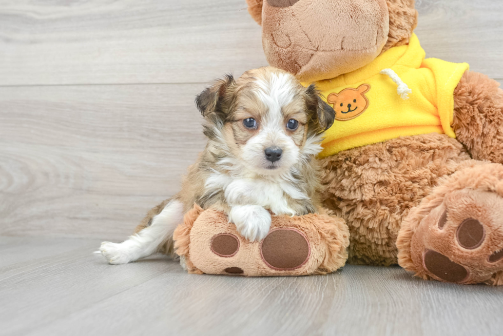 Friendly Mini Aussiedoodle Baby