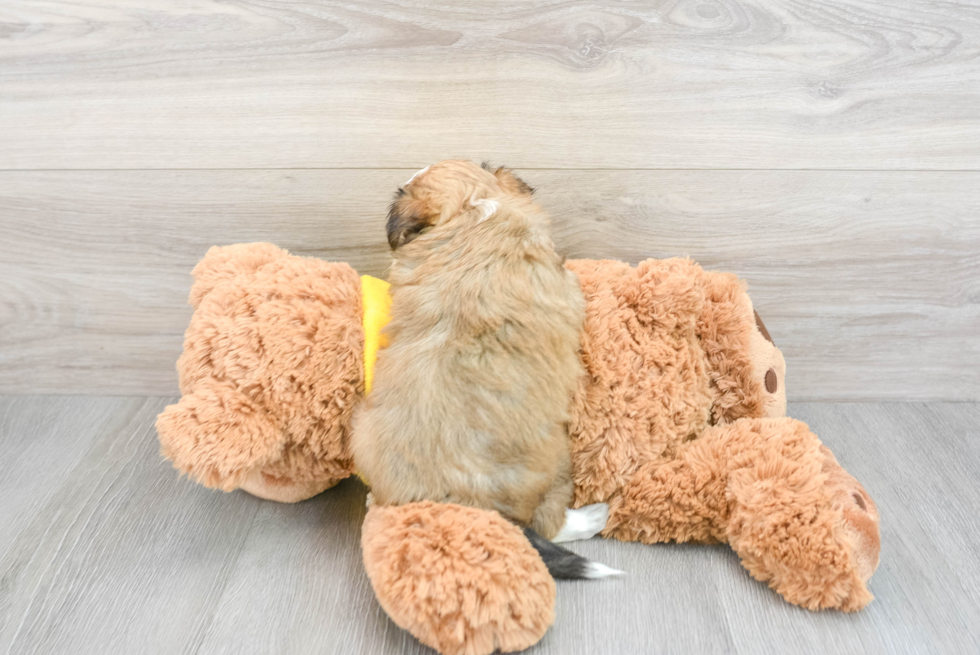 Mini Aussiedoodle Puppy for Adoption