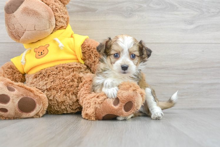 Cute Mini Aussiedoodle Baby