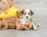 9 week old Mini Aussiedoodle Puppy For Sale - Puppy Love PR