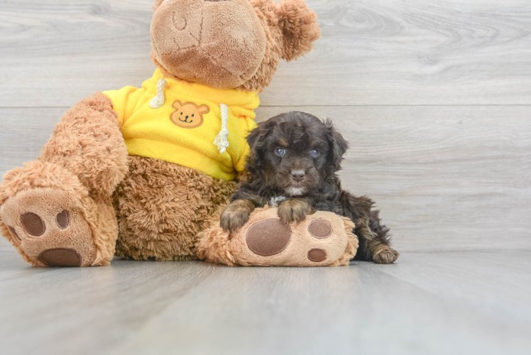 Meet Marvel - our Mini Aussiedoodle Puppy Photo 1/3 - Puppy Love PR Hypoallergenic Aussiepoo Poodle Mix Puppy