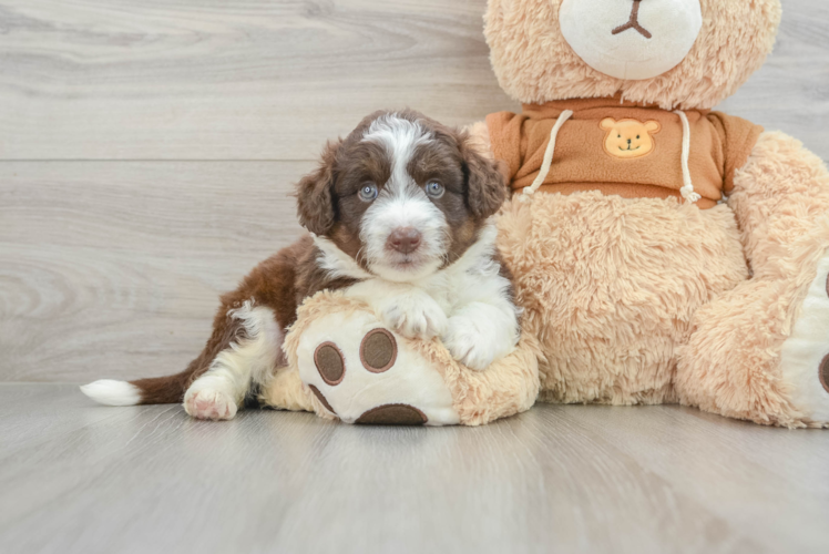 Meet Marvel - our Mini Aussiedoodle Puppy Photo 1/3 - Puppy Love PR Best Mini Aussiedoodle Baby