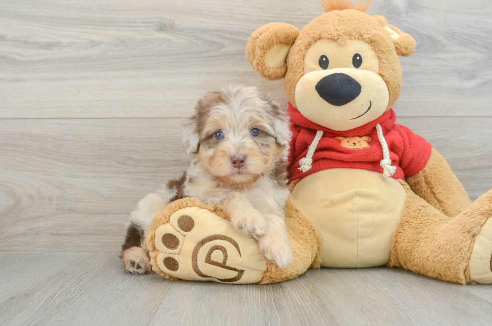 5 week old Mini Aussiedoodle Puppy For Sale - Puppy Love PR