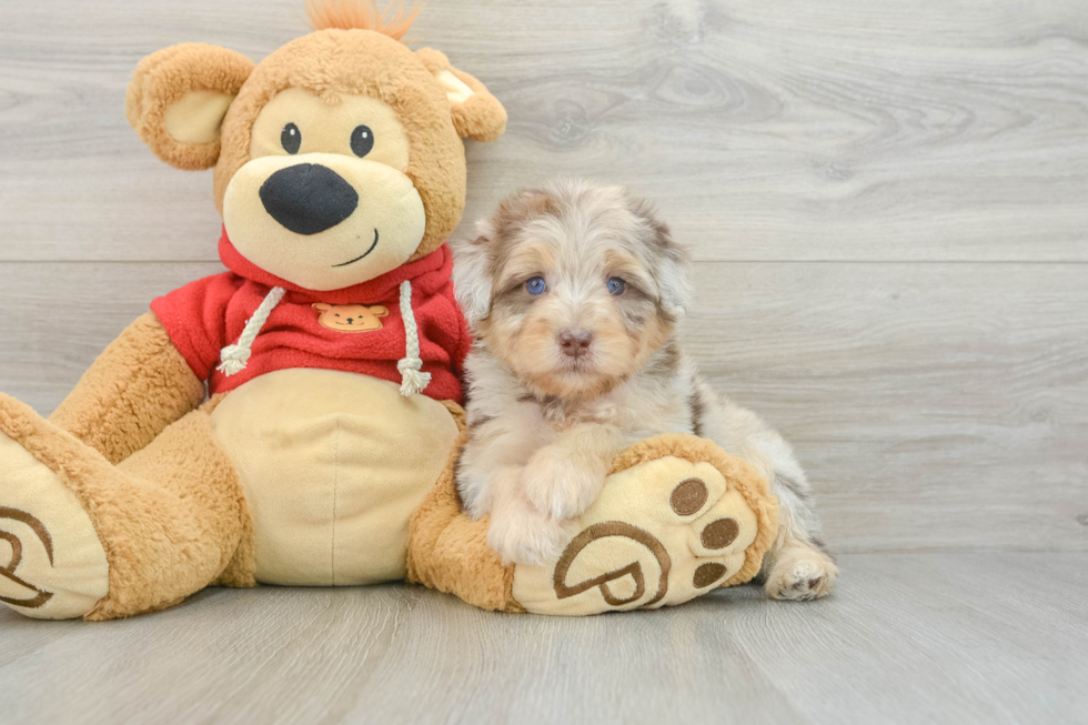 Best Mini Aussiedoodle Baby