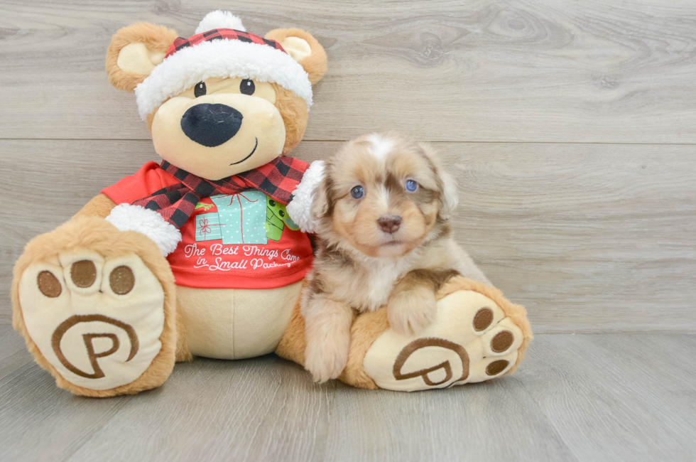 6 week old Mini Aussiedoodle Puppy For Sale - Puppy Love PR