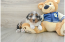 Mini Aussiedoodle Puppy for Adoption