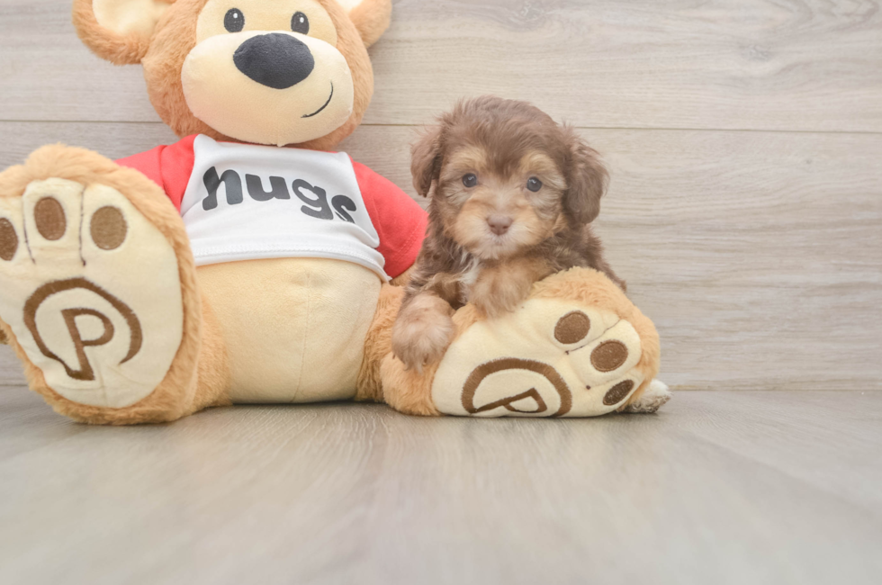 5 week old Mini Aussiedoodle Puppy For Sale - Puppy Love PR