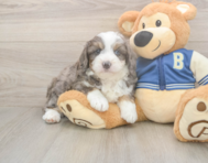 8 week old Mini Aussiedoodle Puppy For Sale - Puppy Love PR