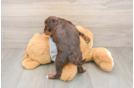 Friendly Mini Aussiedoodle Baby