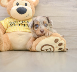 7 week old Mini Aussiedoodle Puppy For Sale - Puppy Love PR