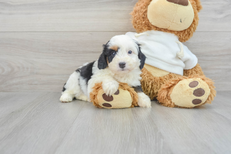 Meet Mary Lou - our Mini Aussiedoodle Puppy Photo 1/3 - Puppy Love PR Small Mini Aussiedoodle Baby