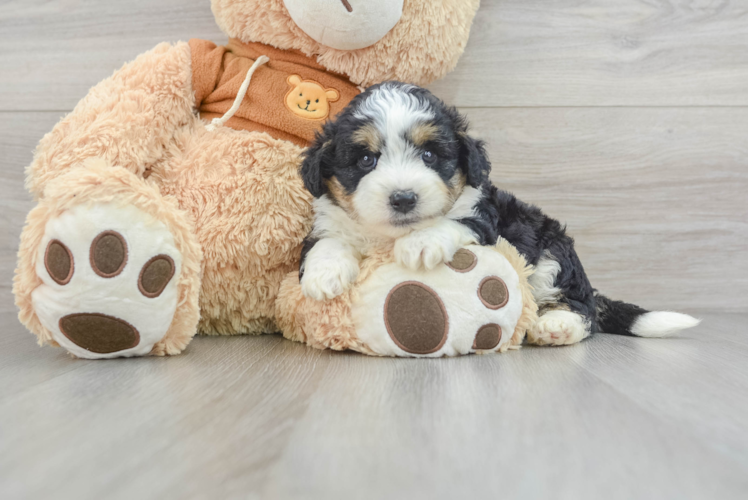 Meet Mary Lou - our Mini Aussiedoodle Puppy Photo 1/3 - Puppy Love PR Best Mini Aussiedoodle Baby