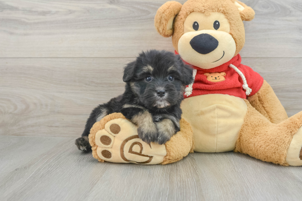 Fluffy Mini Aussiedoodle Poodle Mix Pup