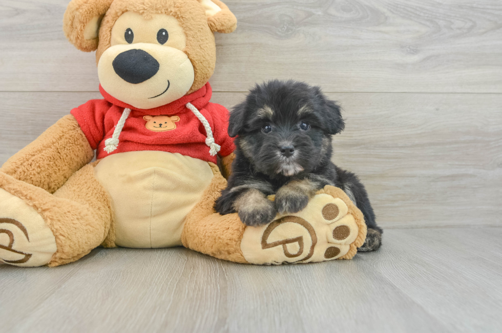 5 week old Mini Aussiedoodle Puppy For Sale - Puppy Love PR