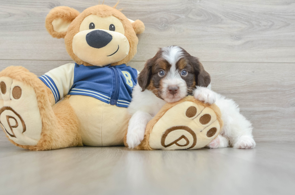 7 week old Mini Aussiedoodle Puppy For Sale - Puppy Love PR