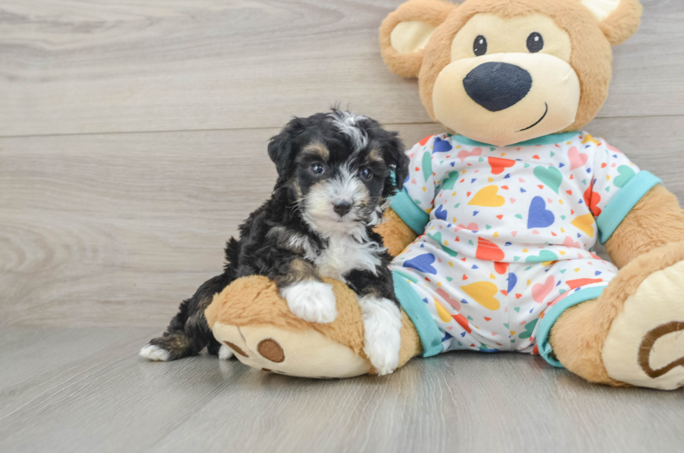 7 week old Mini Aussiedoodle Puppy For Sale - Puppy Love PR
