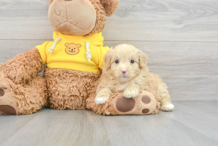 Meet Maxwell - our Mini Aussiedoodle Puppy Photo 1/3 - Puppy Love PR Happy Mini Aussiedoodle Baby