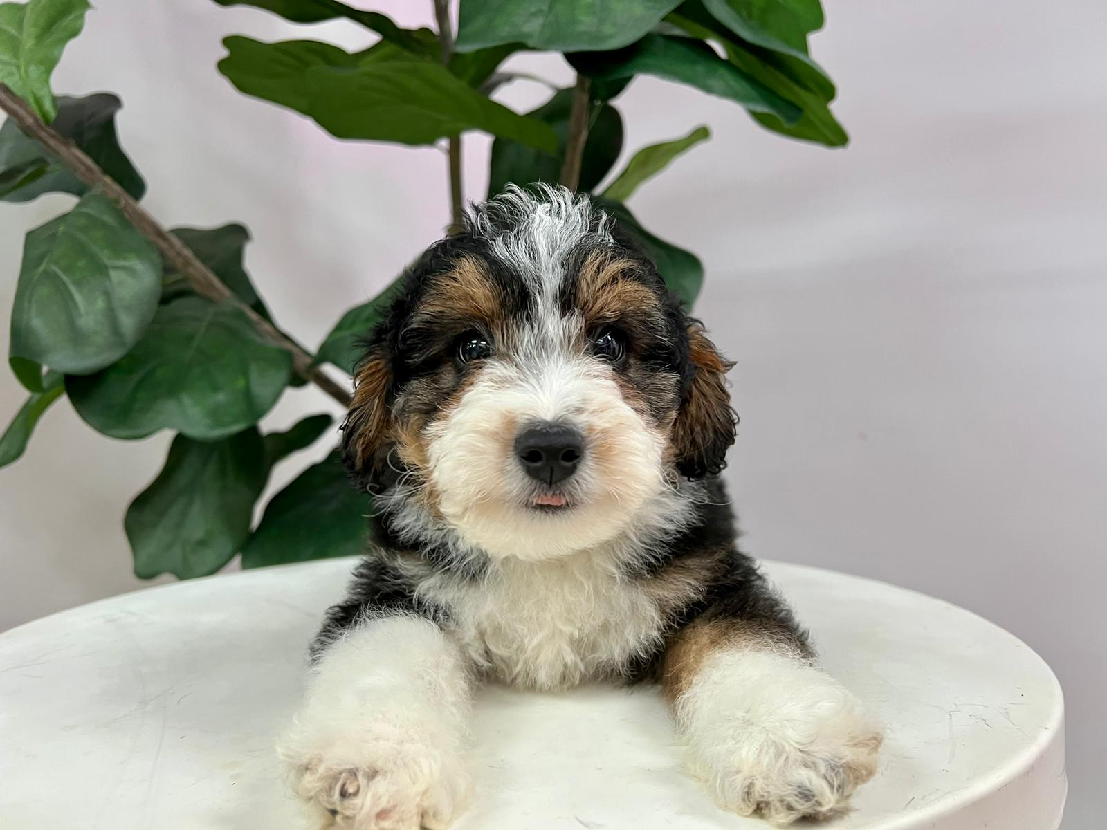 Mini Aussiedoodle Puppy for Adoption