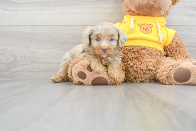 Meet Maybach - our Mini Aussiedoodle Puppy Photo 1/3 - Puppy Love PR Best Mini Aussiedoodle Baby