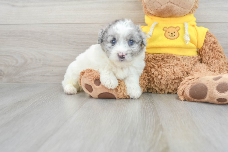 Meet Maybach - our Mini Aussiedoodle Puppy Photo 1/3 - Puppy Love PR Mini Aussiedoodle Pup Being Cute