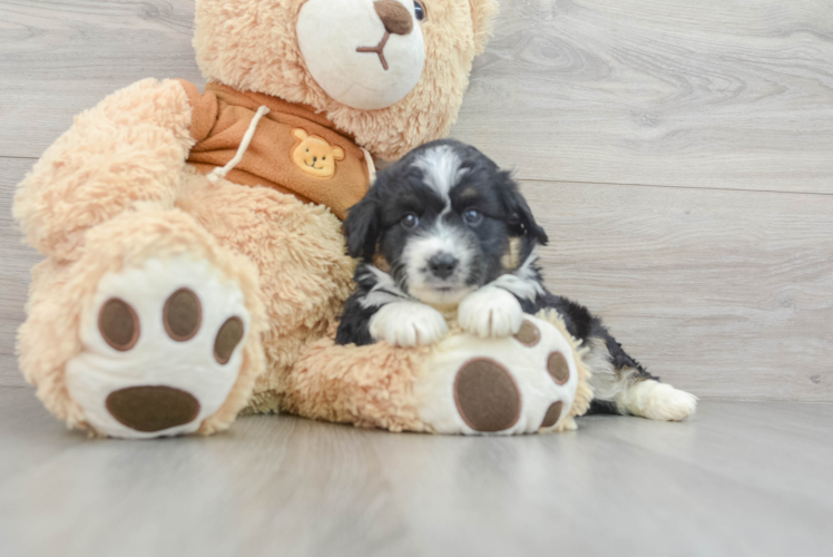 Meet Maybach - our Mini Aussiedoodle Puppy Photo 1/3 - Puppy Love PR Best Mini Aussiedoodle Baby