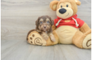 Mini Aussiedoodle Puppy for Adoption