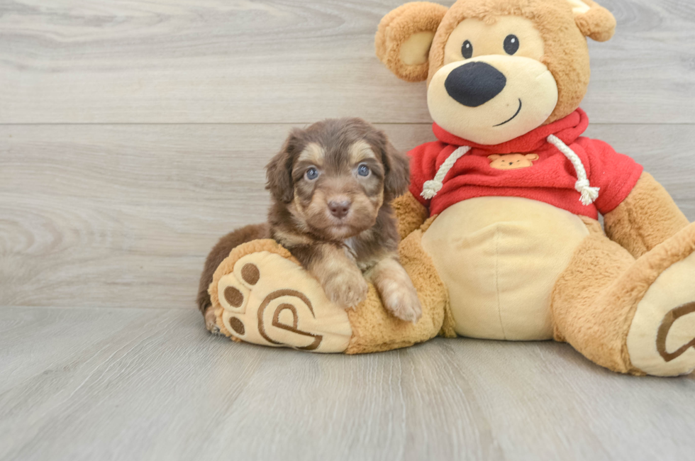 5 week old Mini Aussiedoodle Puppy For Sale - Puppy Love PR